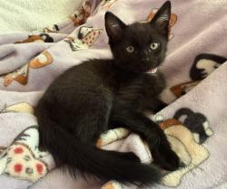 Shelter Stray Male Cat last seen RIO LINDA BLVD & PRICE CT, 2127 Front St, Sacramento, CA 95818, USA