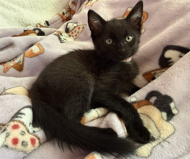 Shelter Stray Male Cat last seen RIO LINDA BLVD & PRICE CT, 2127 Front St, Sacramento, CA 95818, USA