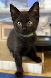 Shelter Stray Male Cat last seen RIO LINDA BLVD & PRICE CT, 2127 Front St, Sacramento, CA 95818, USA