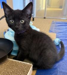 Shelter Stray Male Cat last seen RIO LINDA BLVD & PRICE CT, 2127 Front St, Sacramento, CA 95818, USA