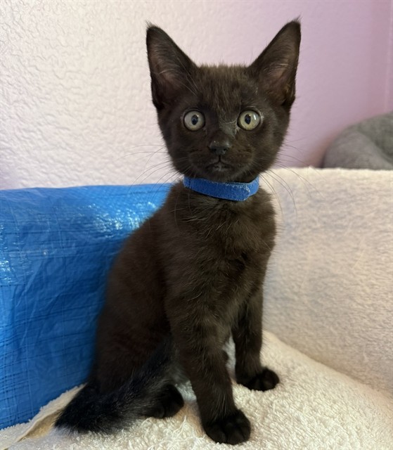 Shelter Stray Male Cat last seen RIO LINDA BLVD & PRICE CT, 2127 Front St, Sacramento, CA 95818, USA