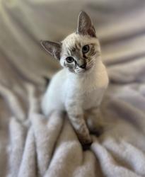 Shelter Stray Male Cat last seen FLORIN PERKINS RD & 21ST AVE, 2127 Front St, Sacramento, CA 95818, USA