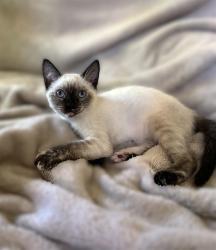 Shelter Stray Female Cat last seen FLORIN PERKINS RD & 21ST AVE, 2127 Front St, Sacramento, CA 95818, USA