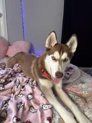 Reunited Male Dog last seen Near willing avenue, Fort Worth, TX 76110