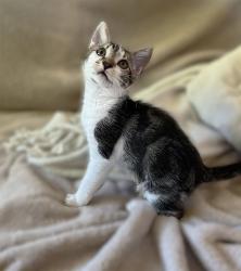 Shelter Stray Male Cat last seen FLORIN PERKINS RD & 21ST AVE, 2127 Front St, Sacramento, CA 95818, USA