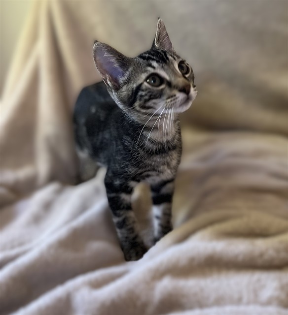 Shelter Stray Male Cat last seen FLORIN PERKINS RD & 21ST AVE, 2127 Front St, Sacramento, CA 95818, USA