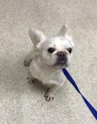 Shelter Stray Male Dog last seen Near BLOCK LOS AMIGOS CT, RIVERSIDE CA, 6851 Van Buren Boulevard, Jurupa Valley, CA 92509, USA
