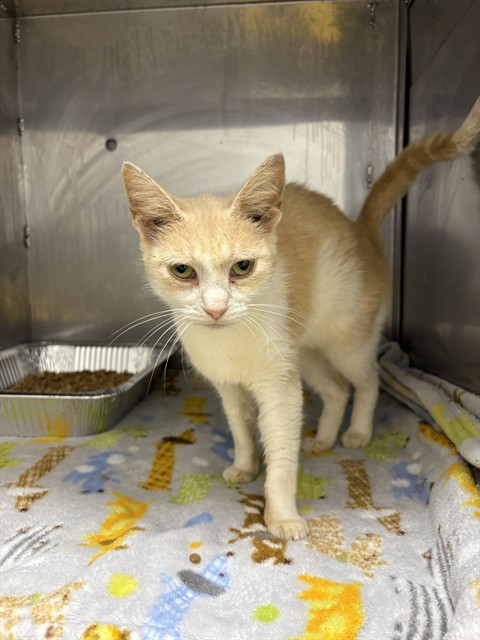 Shelter Stray Female Cat last seen , 1601 Airport Rd, Shelby, NC 28150, USA