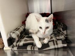 Shelter Stray Unknown Cat last seen Near BLOCK PFOST DR, PEYTON CO 80831, 610 Abbot Ln, Colorado Springs, CO 80905, USA