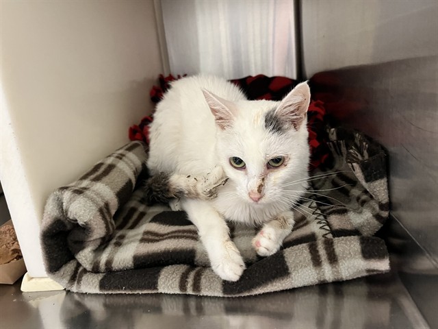 Shelter Stray Unknown Cat last seen Near BLOCK PFOST DR, PEYTON CO 80831, 610 Abbot Ln, Colorado Springs, CO 80905, USA