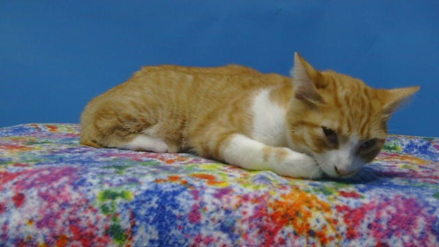 Shelter Stray Female Cat last seen , 216 W Victoria St, Gardena, CA 90248, USA