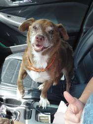 Shelter Stray Female Dog last seen N 19TH AV AND GARFIELD ST, HOLLYWOOD, FL 33020, 2400 SW 42nd St, Fort Lauderdale, FL 33312, USA