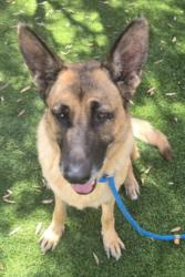 Shelter Stray Female Dog last seen , 1850 W 60th St, Los Angeles, CA 90047, USA