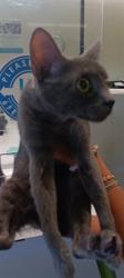 Shelter Stray Female Cat last seen , 1850 W 60th St, Los Angeles, CA 90047, USA