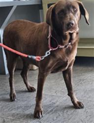 Shelter Stray Female Dog last seen , 11361 W Pico Blvd, Los Angeles, CA 90064, USA
