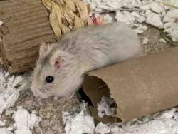Shelter Stray Unknown Rodent last seen MEDENARO CT., 5821 Sweetwater Rd, Bonita, CA 91902, USA