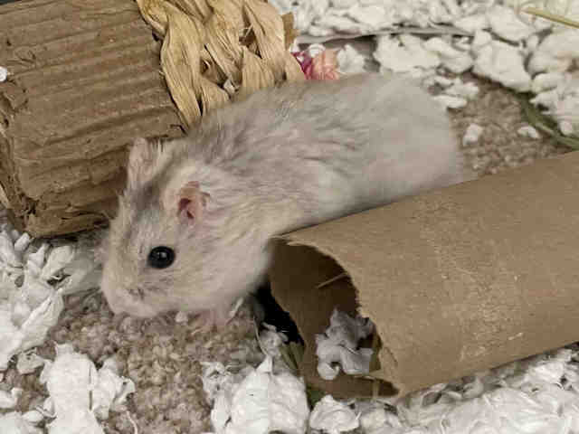 Shelter Stray Unknown Rodent last seen MEDENARO CT., 5821 Sweetwater Rd, Bonita, CA 91902, USA