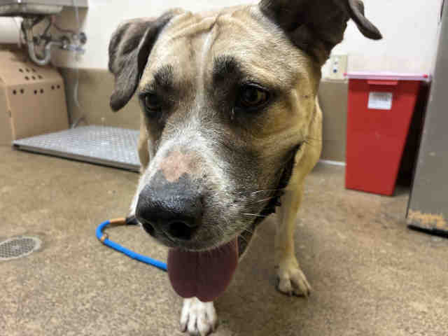 Shelter Stray Female Dog last seen , 5821 Sweetwater Rd, Bonita, CA 91902, USA