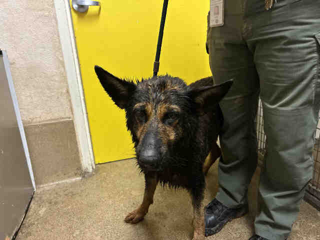 Shelter Stray Female Dog last seen QUARRY RD, 5821 Sweetwater Rd, Bonita, CA 91902, USA