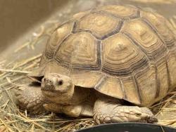 Shelter Stray Male Reptile last seen HUNTER ST & ROBERTSON ST, 2481 Palomar Airport Rd, Carlsbad, CA 92011, USA