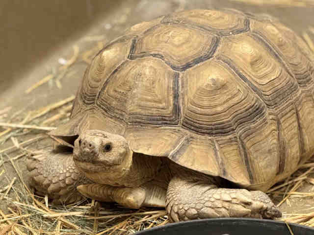 Shelter Stray Male Reptile last seen HUNTER ST & ROBERTSON ST, 2481 Palomar Airport Rd, Carlsbad, CA 92011, USA