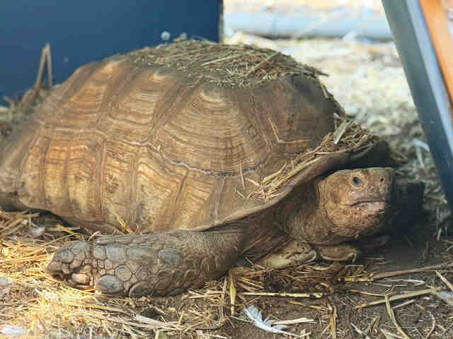 Shelter Stray Male Reptile last seen HUNTER ST, 2481 Palomar Airport Rd, Carlsbad, CA 92011, USA