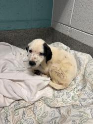 Shelter Stray Female Dog last seen WEATHERLY RD/MAHOGANY ROW, 4950 SW Triana Blvd, Huntsville, AL 35805, USA
