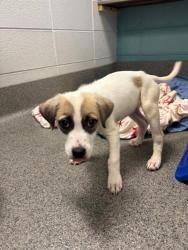 Shelter Stray Female Dog last seen WEATHERLY RD/MAHOGANY ROW, 4950 SW Triana Blvd, Huntsville, AL 35805, USA