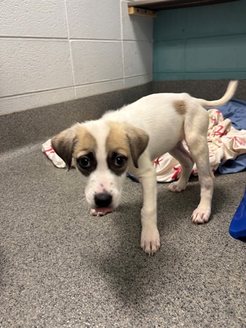 Shelter Stray Female Dog last seen WEATHERLY RD/MAHOGANY ROW, 4950 SW Triana Blvd, Huntsville, AL 35805, USA