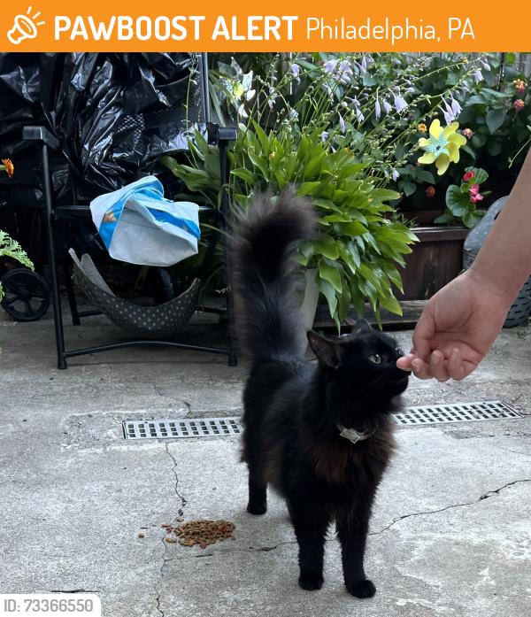 Found/Stray Male Cat last seen 84th & Lyons Place, Philadelphia, PA 19153