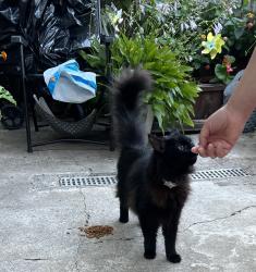 Found/Stray Male Cat last seen 84th & Lyons Place, Philadelphia, PA 19153