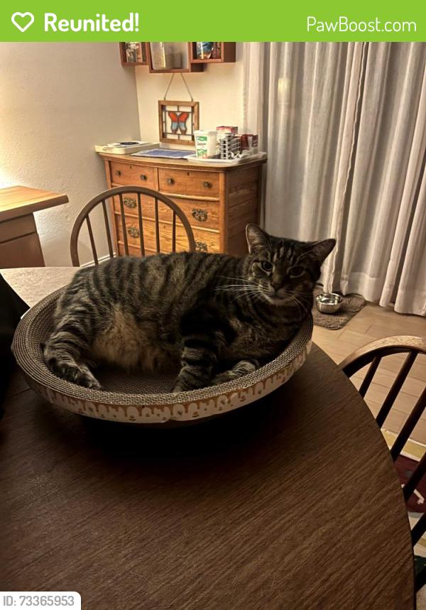 Reunited Female Cat last seen Colibri Lane, Carlsbad, Carlsbad, CA 92009