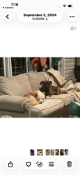 Lost Male Dog last seen Mile 158 hwy 94 north south of raleigh, Raleigh, NC 27601