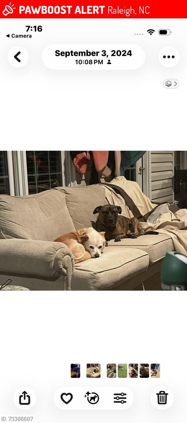Lost Male Dog last seen Mile 158 hwy 94 north south of raleigh, Raleigh, NC 27601