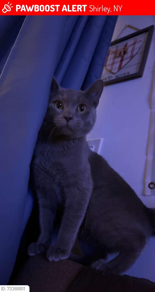 Lost Male Cat last seen Arpage Dr E, Shirley, NY 11967
