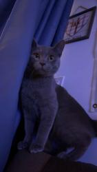 Lost Male Cat last seen Arpage Dr E, Shirley, NY 11967