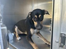 Shelter Stray Female Dog last seen Near Emma St, Central District, TX, 355 Hillshire Dr, Haslet, TX 76052, USA