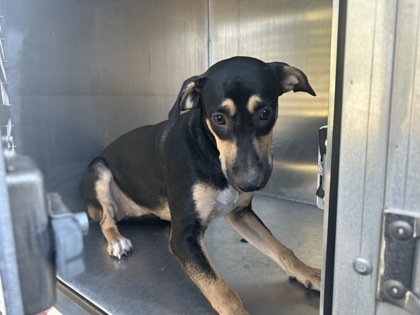 Shelter Stray Female Dog last seen Near Emma St, Central District, TX, 355 Hillshire Dr, Haslet, TX 76052, USA