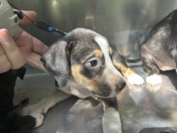 Shelter Stray Unknown Dog last seen Near Emma St, Central District, TX, 355 Hillshire Dr, Haslet, TX 76052, USA