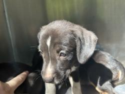 Shelter Stray Unknown Dog last seen Near Emma St, Central District, TX, 355 Hillshire Dr, Haslet, TX 76052, USA
