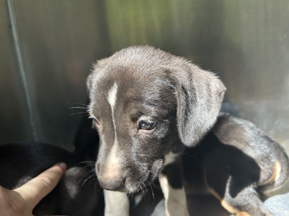 Shelter Stray Unknown Dog last seen Near Emma St, Central District, TX, 355 Hillshire Dr, Haslet, TX 76052, USA