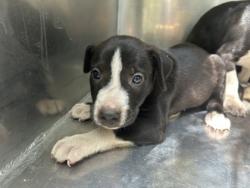 Shelter Stray Unknown Dog last seen Near Emma St, Central District, TX, 355 Hillshire Dr, Haslet, TX 76052, USA
