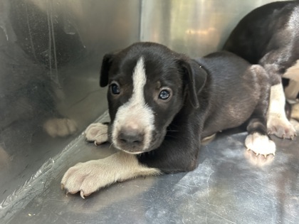 Shelter Stray Unknown Dog last seen Near Emma St, Central District, TX, 355 Hillshire Dr, Haslet, TX 76052, USA