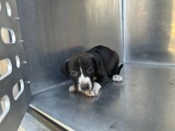 Shelter Stray Unknown Dog last seen Near Emma St, Central District, TX, 355 Hillshire Dr, Haslet, TX 76052, USA