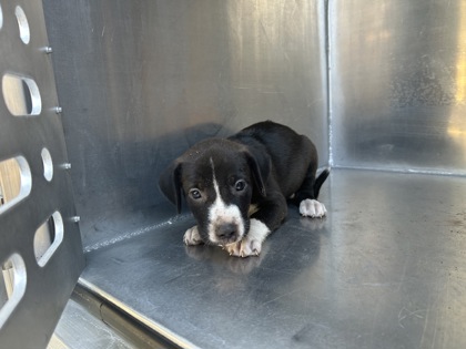 Shelter Stray Unknown Dog last seen Near Emma St, Central District, TX, 355 Hillshire Dr, Haslet, TX 76052, USA