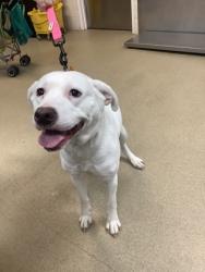 Shelter Stray Female Dog last seen , , TX, 355 Hillshire Dr, Haslet, TX 76052, USA