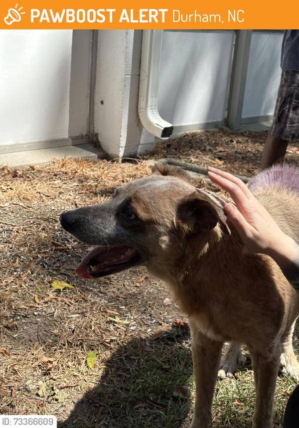 Found/Stray Male Dog last seen Gary St & Liberty St, Durham, NC 27703