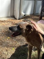 Found/Stray Male Dog last seen Gary St & Liberty St, Durham, NC 27703