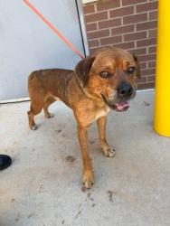 Shelter Stray Male Dog last seen W Davidson Ave, Gastonia, NC, 1491 Business Park Ct, Gastonia, NC 28052, USA