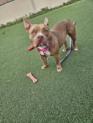 Shelter Stray Female Dog last seen Thornhill & Arlington, 5th District, OH, 9203 Detroit Ave, Cleveland, OH 44102, USA